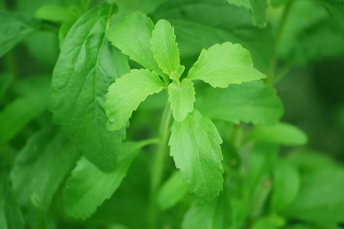 Picture of a stevia plant, a natural sweetener